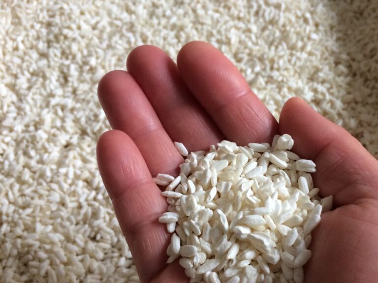 A close up of fresh, homemade koji rice in the palm of a hand